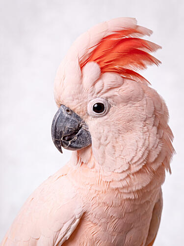Majestic Salmon Cockatoo Art Print