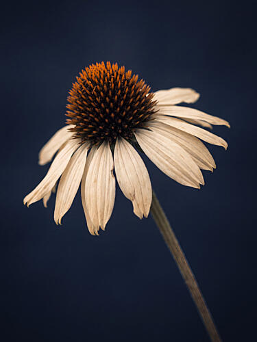 Elegant White Coneflower Minimaliste reproduction