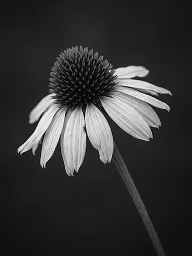 Black White Coneflower Art Print