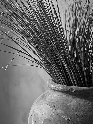 Tall Grass in Clay Pot Nature reproduction