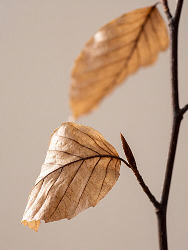 Autumn Dried Leaves Nature reproduction