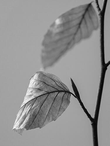 Delicate Monochrome Leaves Nature reproduction