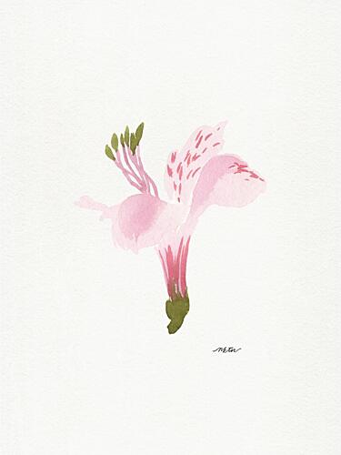 Soft Pink Alstroemeria Art Print by Nktn