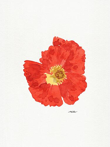Single Red Poppy Art Print by Nktn
