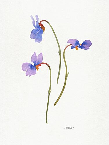 Delicate Purple Violets Art Print by Nktn