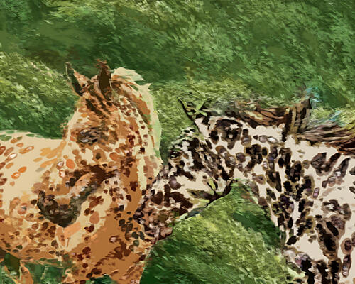 Spotted Horse Companions Animaux reproduction