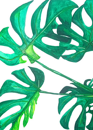 Tropical Monstera Leaves Art Print by Elizabeth C