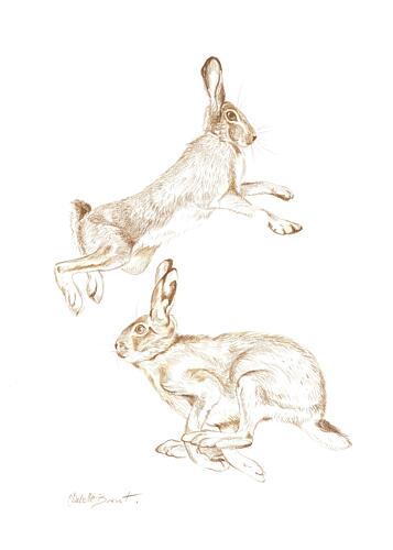 Dynamic Hares Sketch Art Print