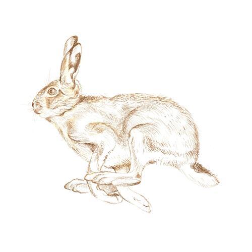 Running Wild Hare Art Print