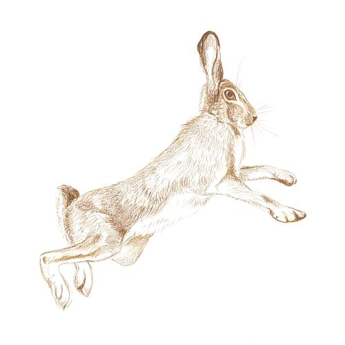 Leaping Hare Sketch Art Print