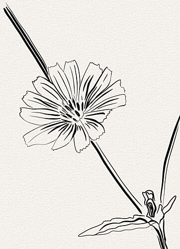 Elegant Flower Line Art Art Print by Ankie Kooi