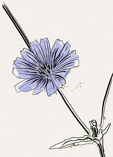 Delicate Blue Chicory Art Print by Ankie Kooi