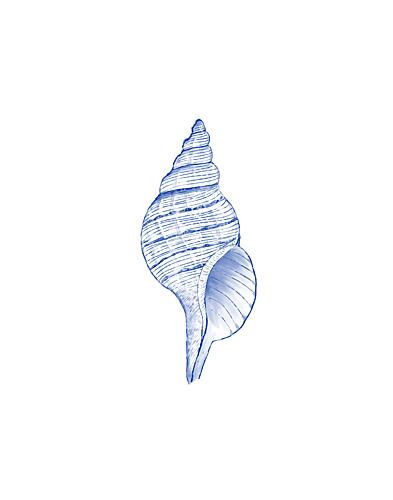 Elegant Blue Seashell Art Print by Vanessa Austin