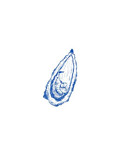 Blue Oyster Sketch Art Print by Vanessa Austin
