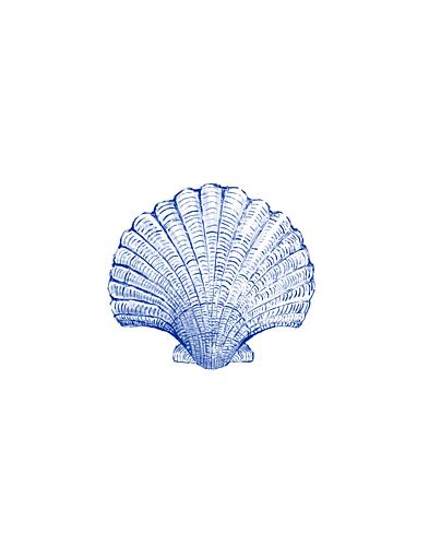 Blue Scallop Sketch Art Print by Vanessa Austin