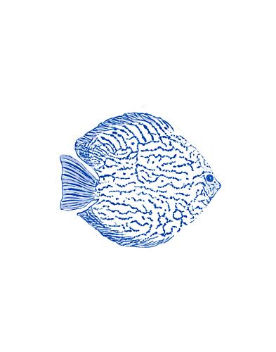 Blue Discus Fish Art Print by Vanessa Austin