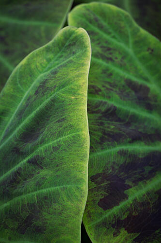 Vibrant Green Leaf Patterns Art Print by Christa Stroo