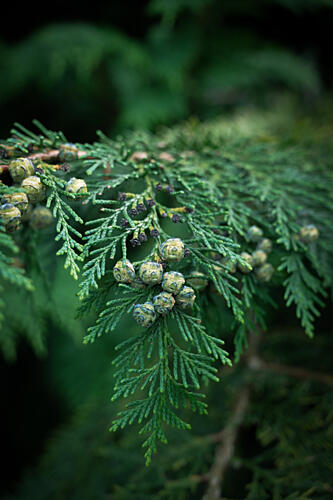 Evergreen Branch Cones Art Print by Christa Stroo