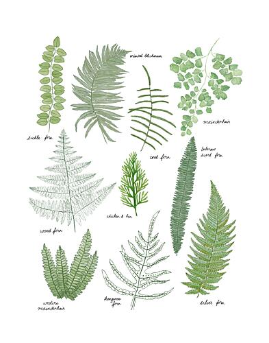 Illustrated Fern Varieties Art Print by Donaugh Austin