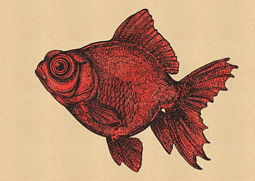 Red Goldfish Illustration Doré reproduction
