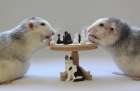 Playing  Chess!