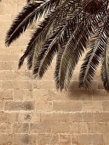 Palm Shadow on Stone Art Print by Monika Juhasz