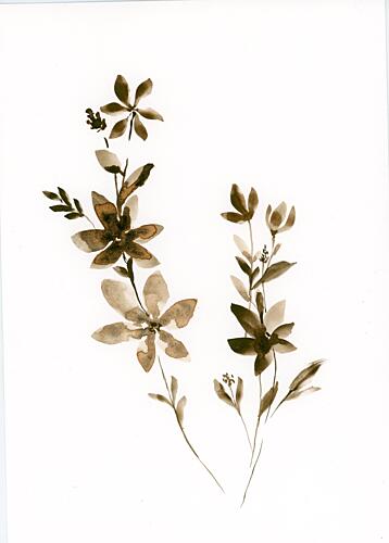 Delicate Sepia Botanicals Art Print