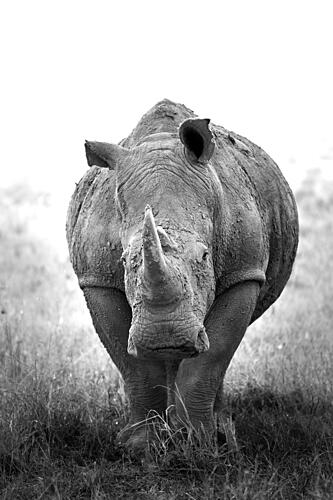 Powerful Rhino Portrait Art Print by Benjamin Saunders