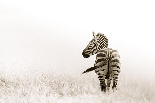 Elegant Zebra Glance Art Print