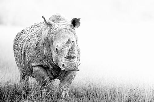 Majestic African Rhino Art Print by Benjamin Saunders