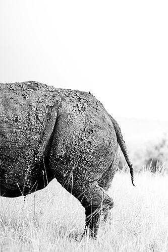 Textured Rhino Back Art Print by Benjamin Saunders