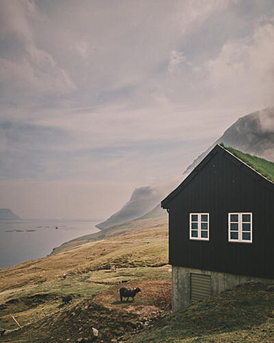 Fjordside Cabin and Sheep Montagne reproduction