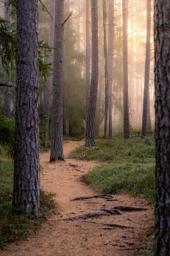 Misty Forest Path Art Print by Julien Propper