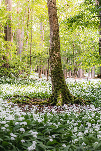 Wild Garlic Woodland Art Print by Julien Propper