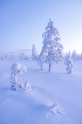 Ethereal Winter Morning Art Print by Julien Propper