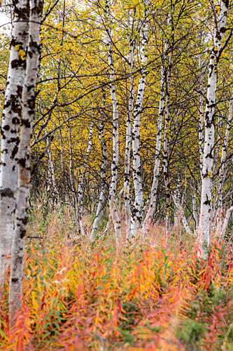 Colorful Autumn Birch Forest Art Print by Julien Propper