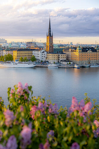 Stockholm Golden Hour Lilacs Art Print by Julien Propper