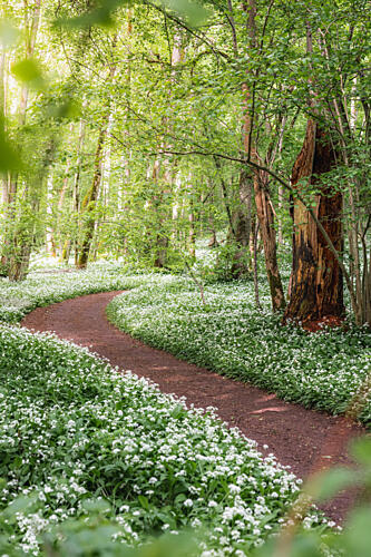 Spring Woodland Path Art Print by Julien Propper
