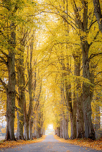 Golden Autumn Avenue Art Print by Julien Propper