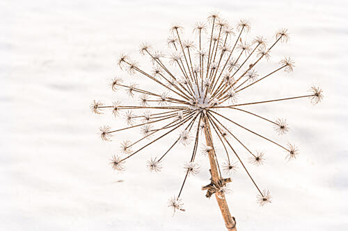 Frosted Winter Bloom Art Print