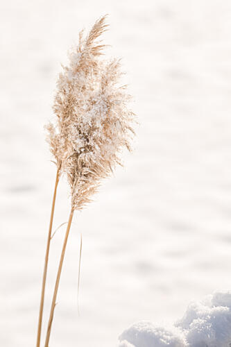 Winter Reed in Snow Art Print