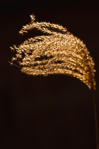 Golden Pampas Glow Gold Print