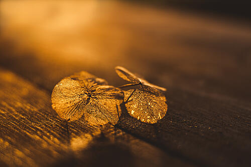 Golden Delicate Leaves Gold Print