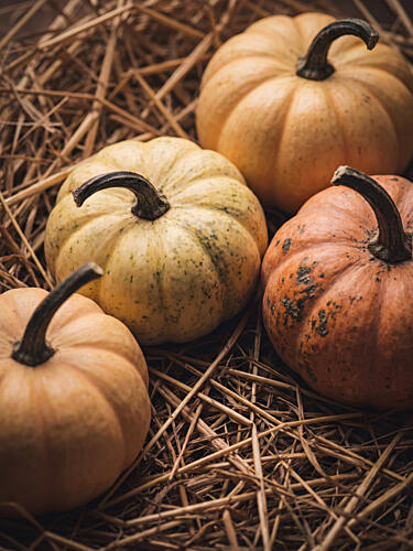 Autumn Harvest Pumpkins Art Print