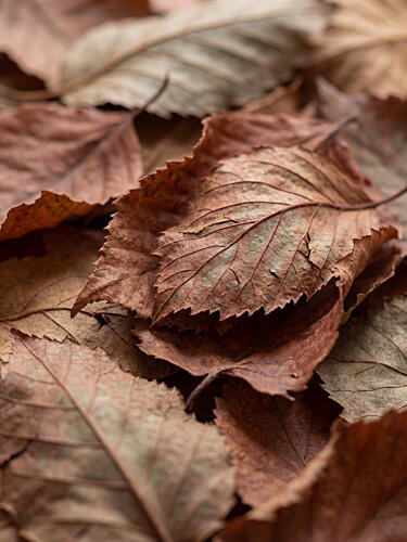 Earthy Autumn Leaves Art Print