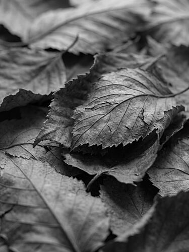 Monochrome Fallen Leaves Art Print