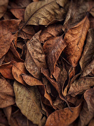 Textured Autumn Leaves Art Print