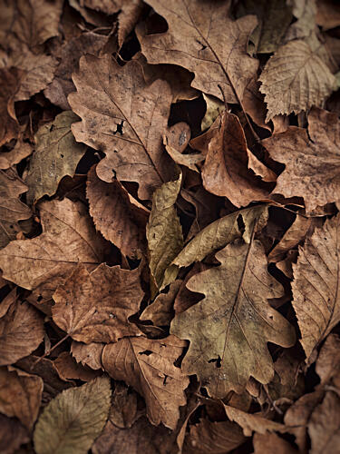 Rustic Autumn Foliage Art Print