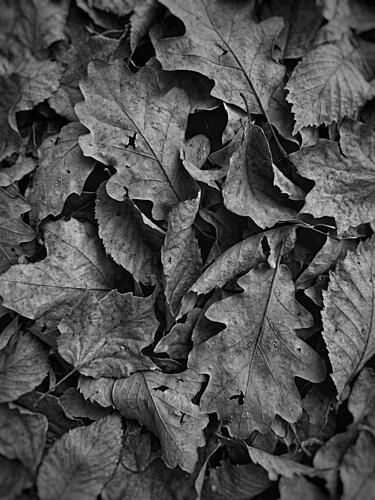 Monochrome Fall Foliage Art Print