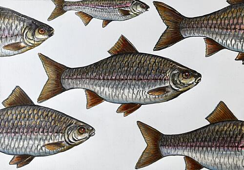 Swimming Fish Illustration Art Print